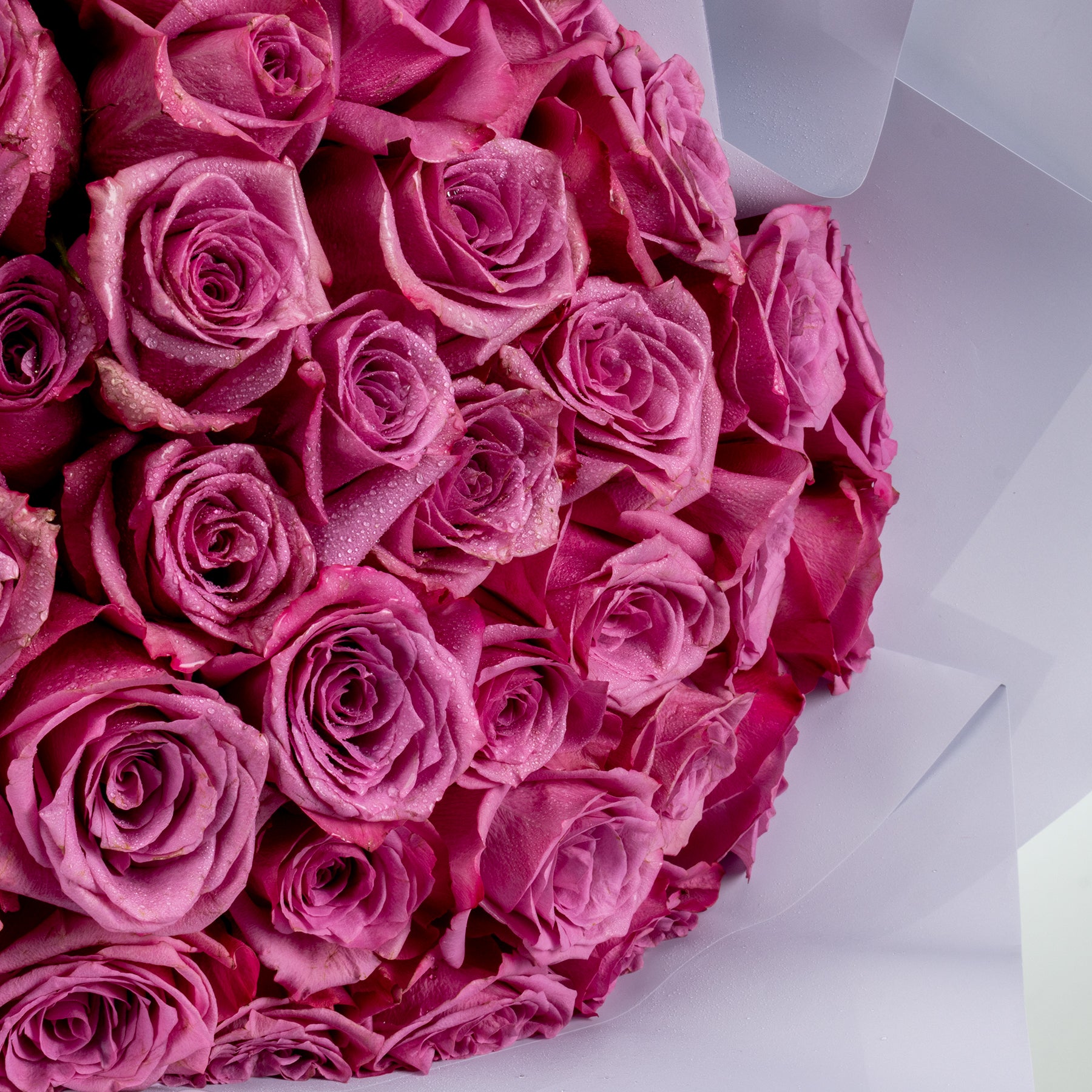 Bouquet of purple Rose